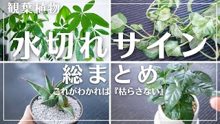 【観葉植物の水切れサイン教えます】クイズ形式＊全問正解なら植物育成初心者卒業です！