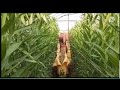 Japan farming anihan na ng bulaklaklily flowerate biejapanfarming