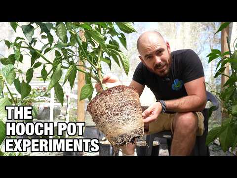 الزراعة المائية مقابل التربة تجارب وعاء هوتش