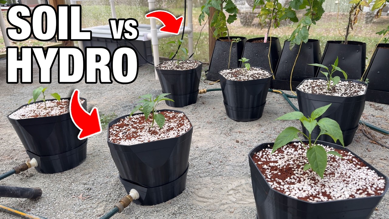 Гидропоника против почвы: эксперименты с хворостом