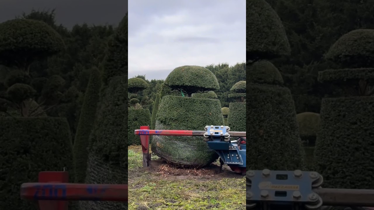🌳 "Saying Goodbye to a Masterpiece: Decades of Nurturing a Massive Taxus Baccata Topiary 🌿✨"