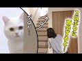 2日ぶりに飼い主と再会したら猫はどんな反応をするのか?