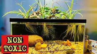 Unleash the Power of Non-Toxic Plants as Filters in a Cat-Safe Aquarium Spider Plant Cat
