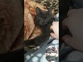 Сиво ежедневие #cat #cute #прикольныекоты #веселыекоты #kitten