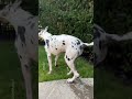 Great dane swimming
