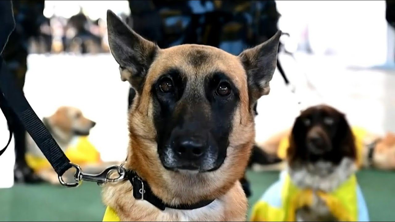 air force dog collar