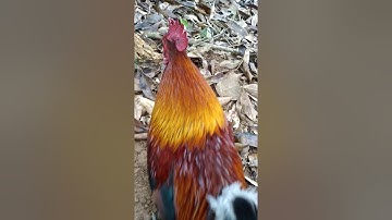 Bấy gà rừng mới nhất 28/2/2021