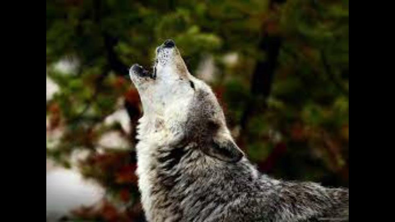 Alpha Wolf Howl Sound Effect YouTube alpha-wolf-howl-sound-effect-youtube
