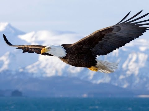 10 Eagle Photos that will give you the Explanation of Success