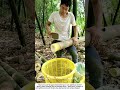 Harvesting &amp; Peeling Bamboo Shoots on the Mountain – Fresh from the Grove 🎋🏔️