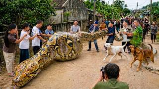 72 Hours Of Terror: Giant 100KG Python Found Dead on Farm – Villagers Panic At The Market!