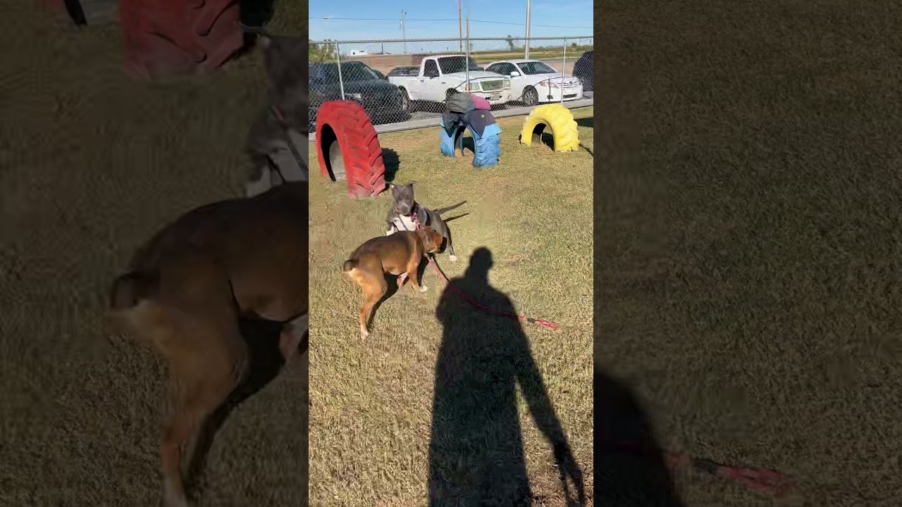 Love 75735 and Ruby 75970