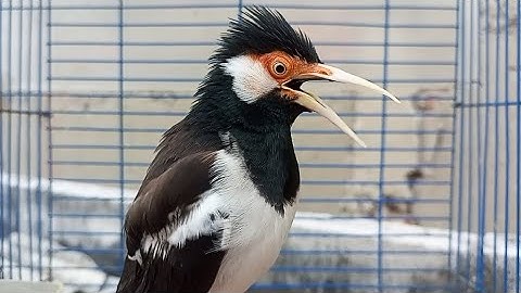 Pancingan Jalak Suren Gacor Mompa Full Variasi, Masteran Suara Burung Jalak Gacor Full Isian Mewah