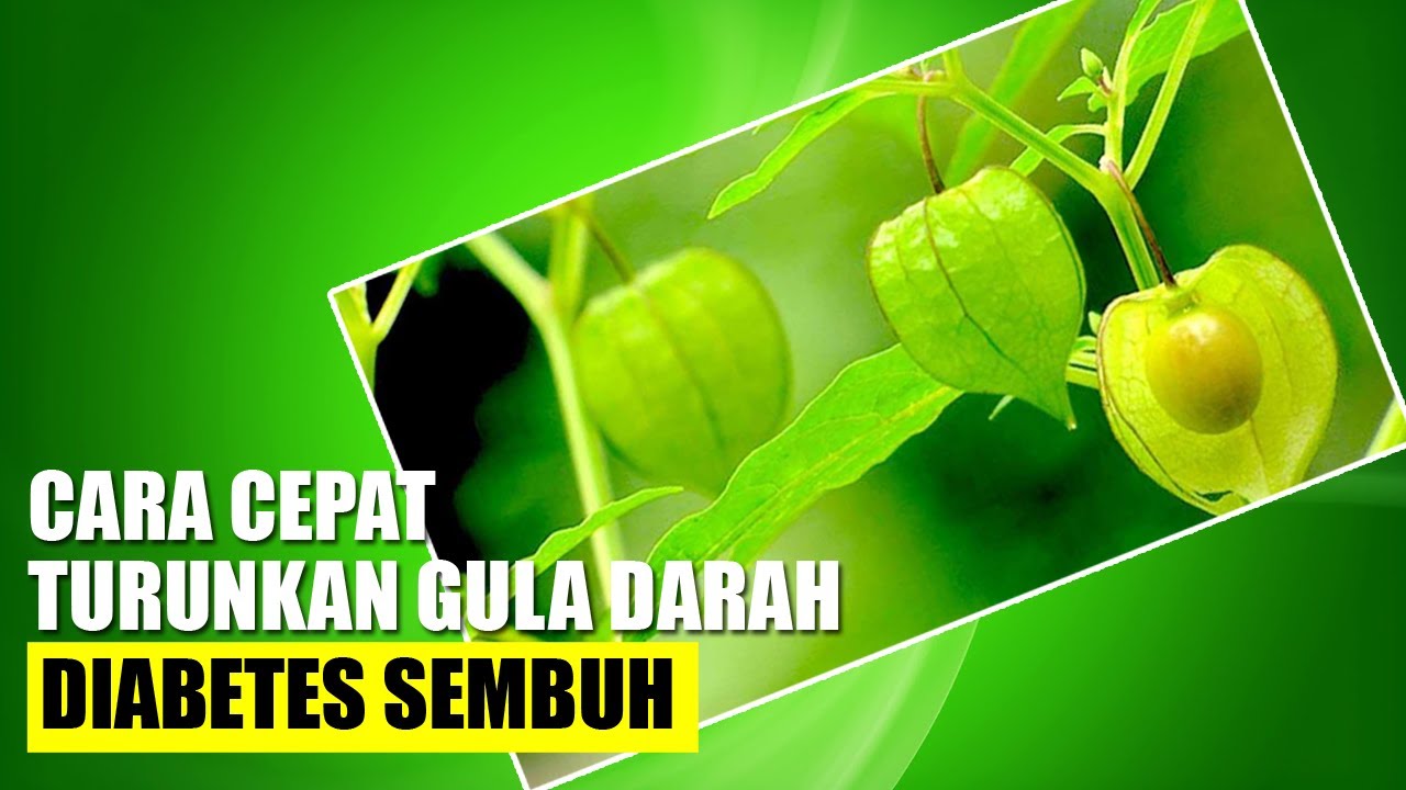🔴 obat herbal gula darah tinggi atau obat diabetes paling ampuh