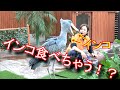 ハシビロコウ ふたば 🐦大好きな飼育員さんのインコを食べちゃう？ハプニング！？ shoebill