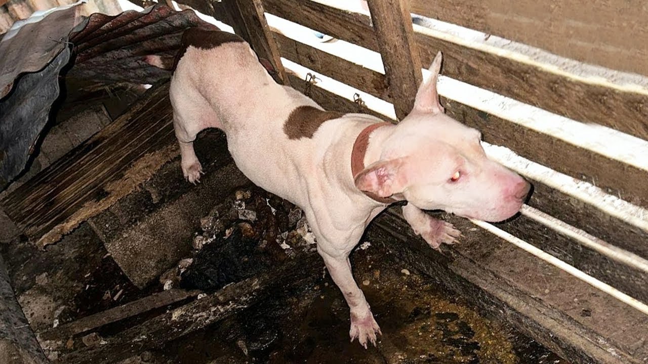 Poor Dog Found Living In Deplorable Conditions - She Just Wants Love ...