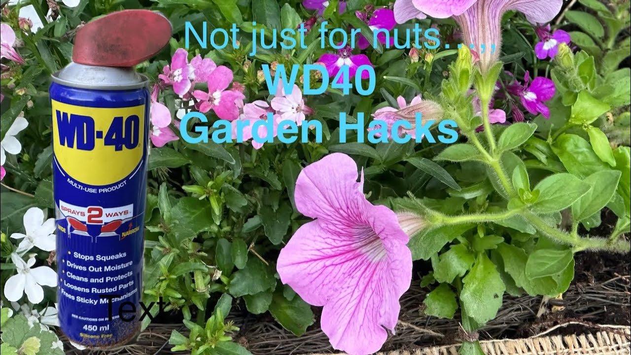 My WD40 Garden Hacks. WD40 uses, Gardening tips, YouTube