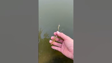 Rescue shrimp.Cứu tôm mắc cạn #fish #viral #carp #trending #해안침식 #giaicuu #phongsinh #nature