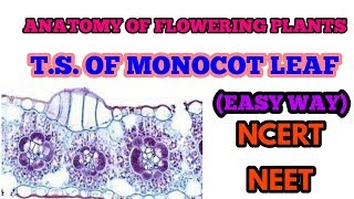 T S OF MONOCOT LEAF PLANT ANATOMY EASY WAY