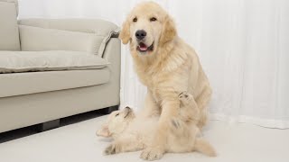 Golden Retriever Disciplines His Eight-Week-Old Brother for Being too Energetic