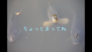 🔴LIVE |明日までだって～ダイヤ目前んんｎ！【Apex Legends】