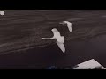 Flying With Swans | 360° | Earth Unplugged