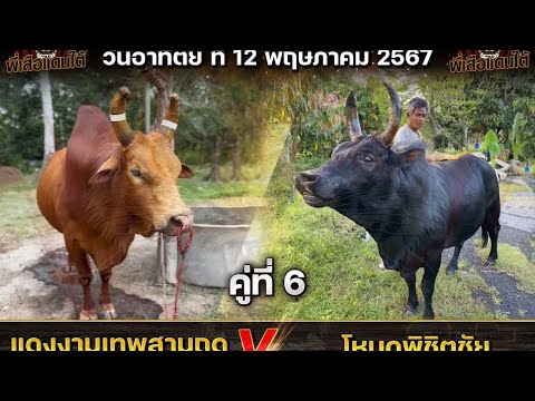 ข้อมูล+ประวัติ คู่ล้านต่อเช้า ไอ้ทอง vs ยอดเกรียงไกร #วัวชน #พี่เสือแดนใต้ #ข้อมูลวัวชน #ดูวัวชน