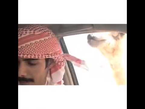 كفو ياراعي البل 