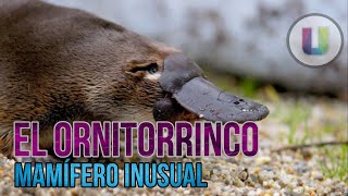 El Ornitorrinco Ornithorhynchus Anatinus - Mamífero Venenoso.
