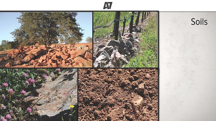A7 2015: Shake Ridge Vineyard w/ Ann Kraemer