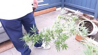 California Cannabis by the hog farm(3)