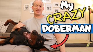Doberman Puppy Update: 8 Months Old and Kinda CRAZY