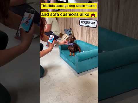 Video: Părinții speciali Creează o listă frumoasă de cupă pentru câinii tineri cu boală renală