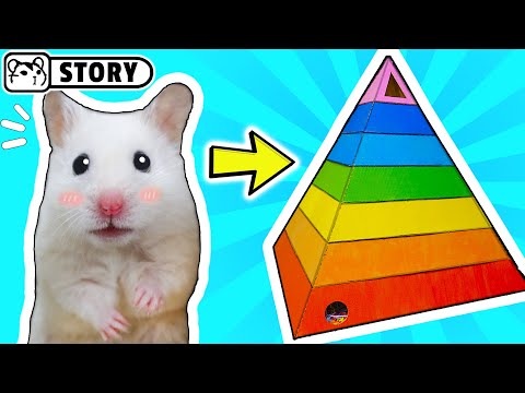 🐹 Rainbow Pyramid Hamster Maze 🐹 Homura Ham