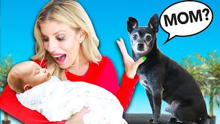 Ignoring Our Dog with BABY to See How They React by PawZam Dogs 1,437,456 views 2 years ago 9 minutes, 19 seconds