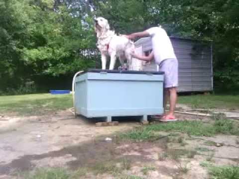 bathing great pyrenees