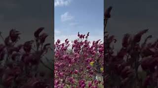 #kashmir #beauty #nature #flowers #vadiya #youtubeshorts #shortvideo #sukun #tulipgarden #natureshot