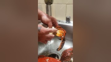 Cleaning Red Rock Crab