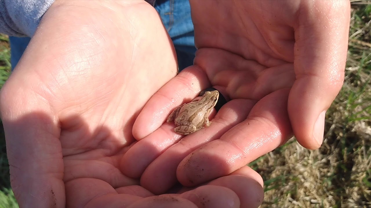 Boreal Chorus Frog