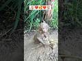 👉The monkey is in danger🐒 #funnymonkey #monkeylife #animals #cuteanimals #nature #new #titimonkey 👍🥰