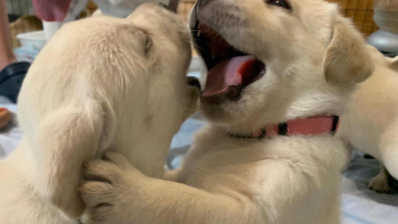 Lab Puppies LIVE STREAM ! Puppy Cam Jun 20 - YouTube