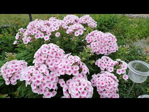 Unser Garten -