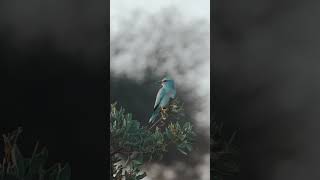 Stunning Forest Nature Escape with Peaceful Music | Relaxing Nature Video