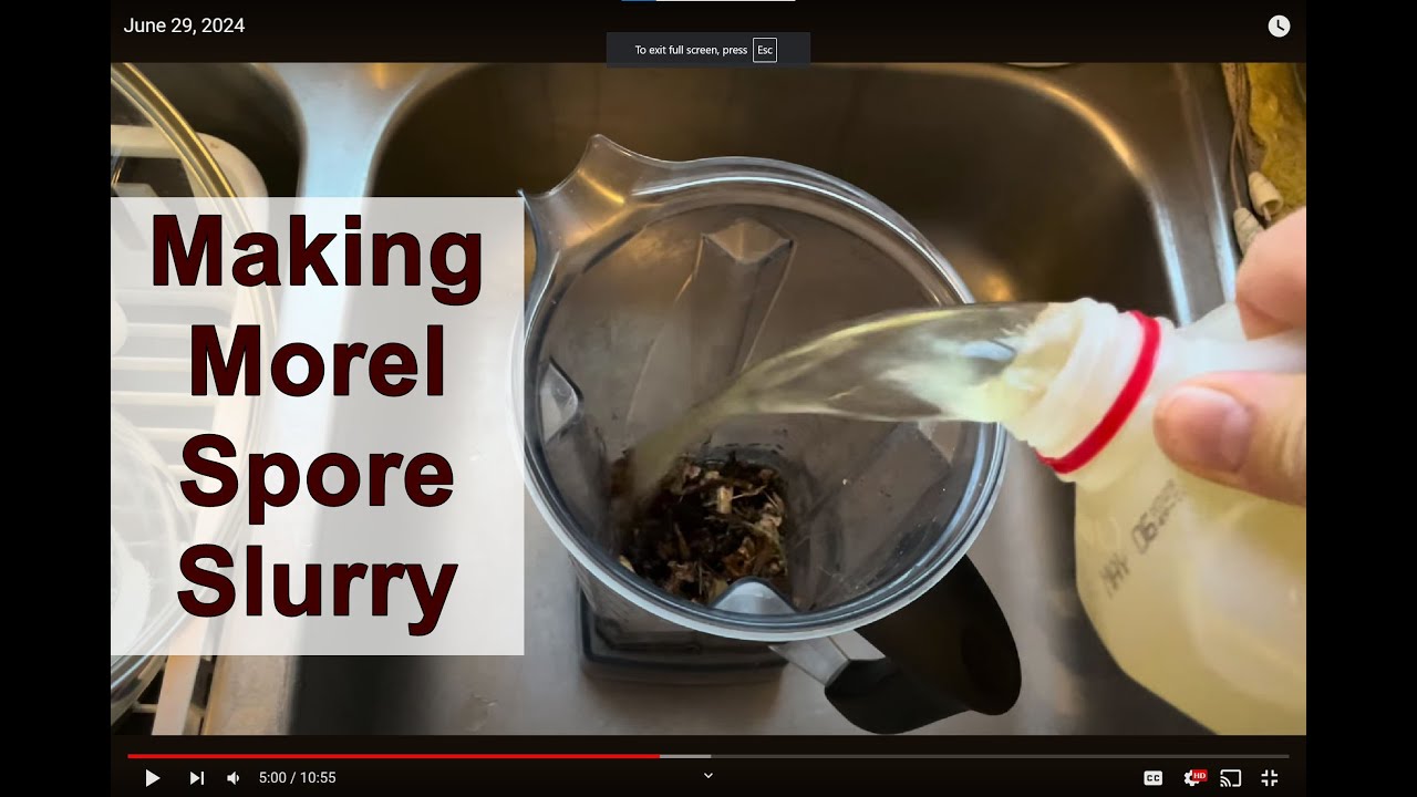 I used the dried morel that blew over in wind to make morel spore