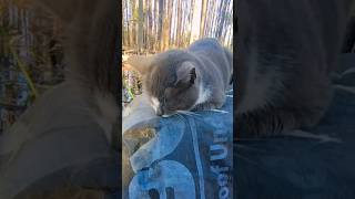 A Cat Nap ? Interrupted Beautiful Gray & White Tabby Cat ❤️ shorts