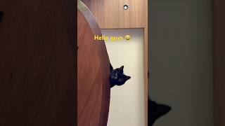 Welcome! 😽 #catlife #cute #cat #blackcat #trend ##黒猫 #猫
