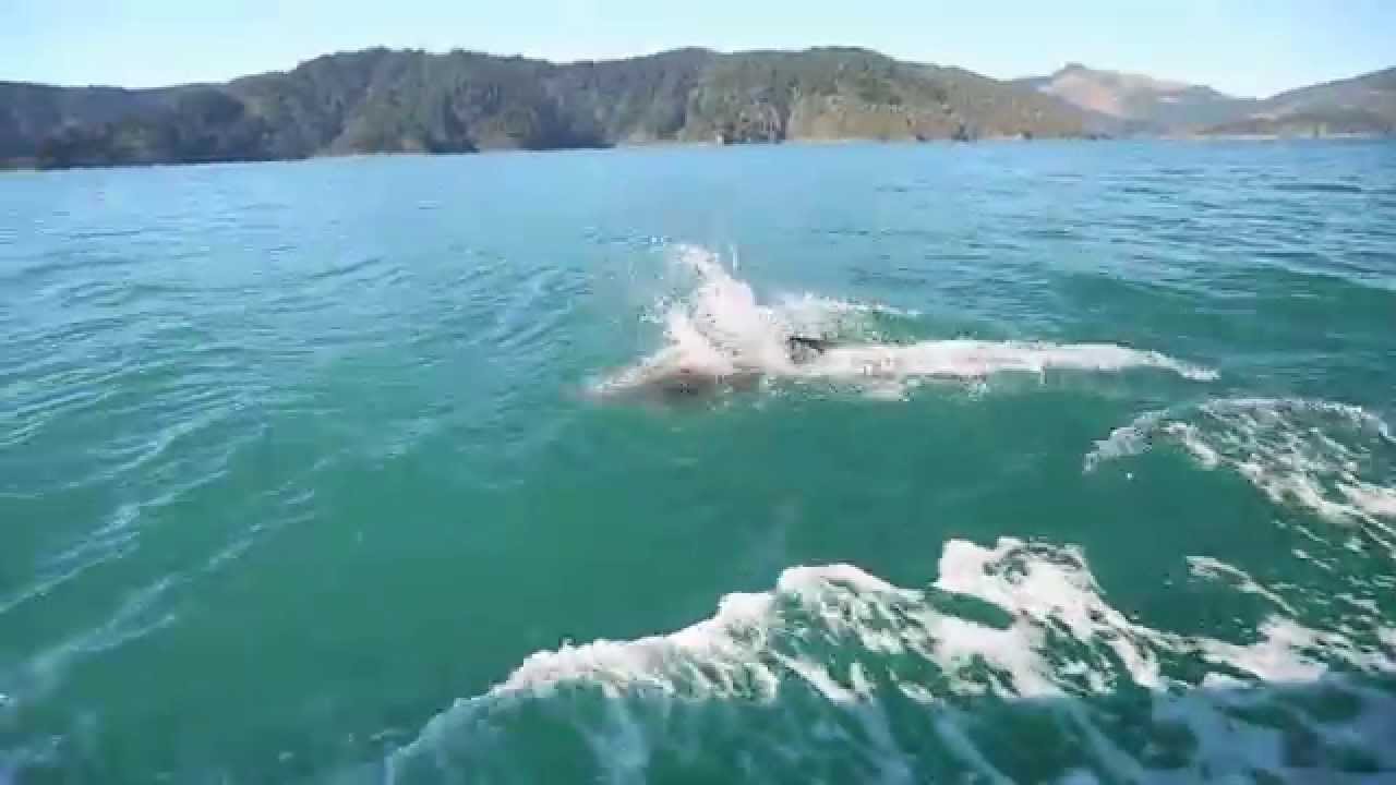 Marlborough Sounds fishing YouTube