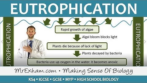 Pollution - Eutrophication - GCSE Biology (9-1)
