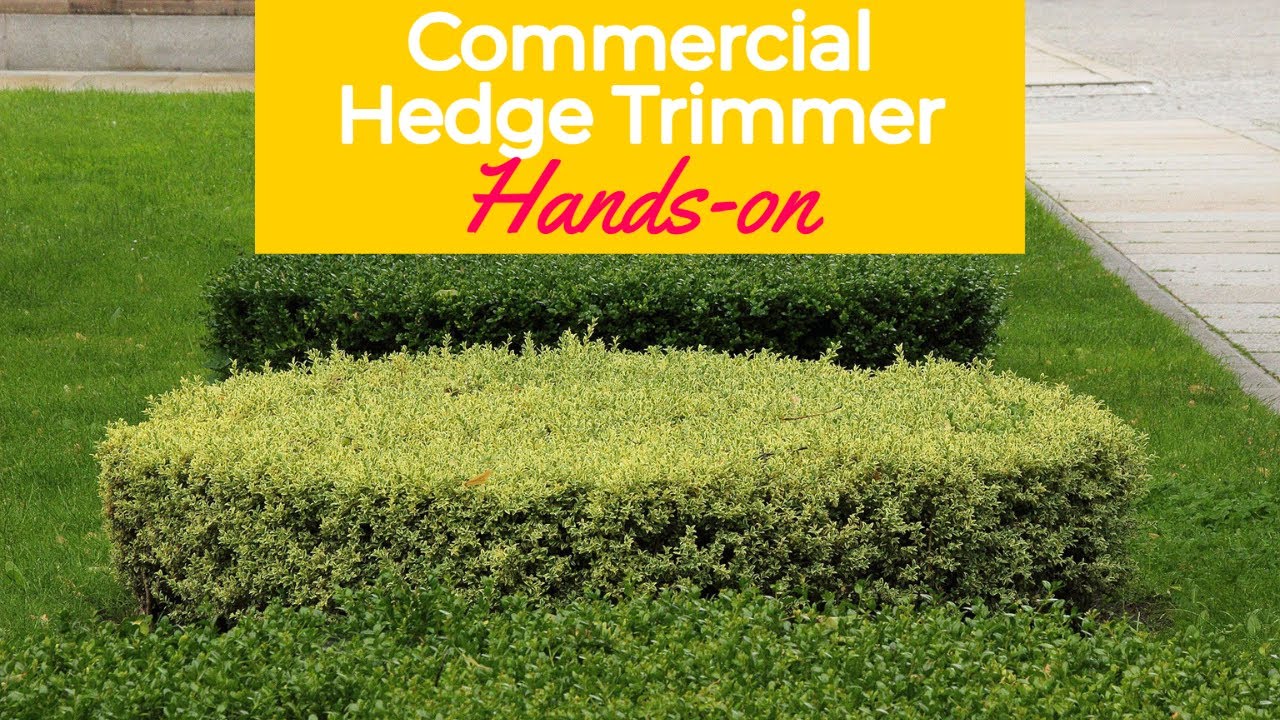 Best Commercial Hedge Trimmer in 2023