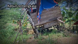Sayang seribu sayang, kebun ini sudah lama di tinggal mati, banyak tanaman tak di rawat lagi.